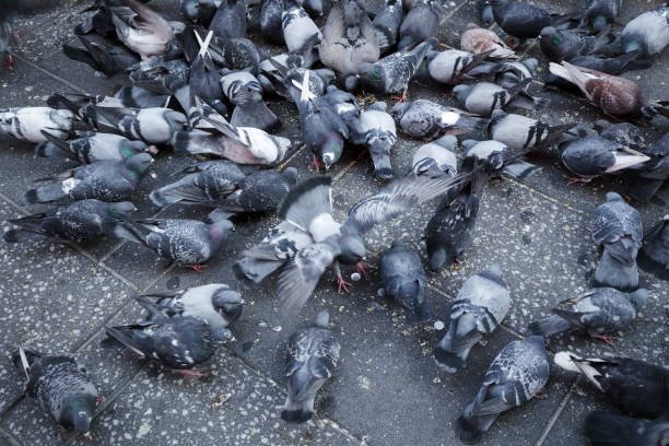 புறா இவ்ளோ டேஞ்சரா? புறா எச்சத்தால் வரும் 60க்கும் மேற்பட்ட நோய்கள்! Pigeon droppings causes 60 diseases!
