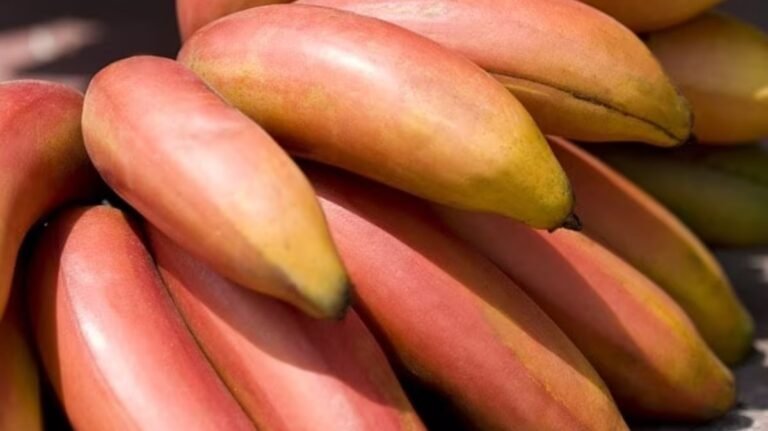 Amazing Benefits of Red Banana! விந்தணு அதிகரிப்பு முதல் BP கன்ட்ரோல் வரை…! காயகல்ப மருந்தாக பயன்படும் செவ்வாழை!