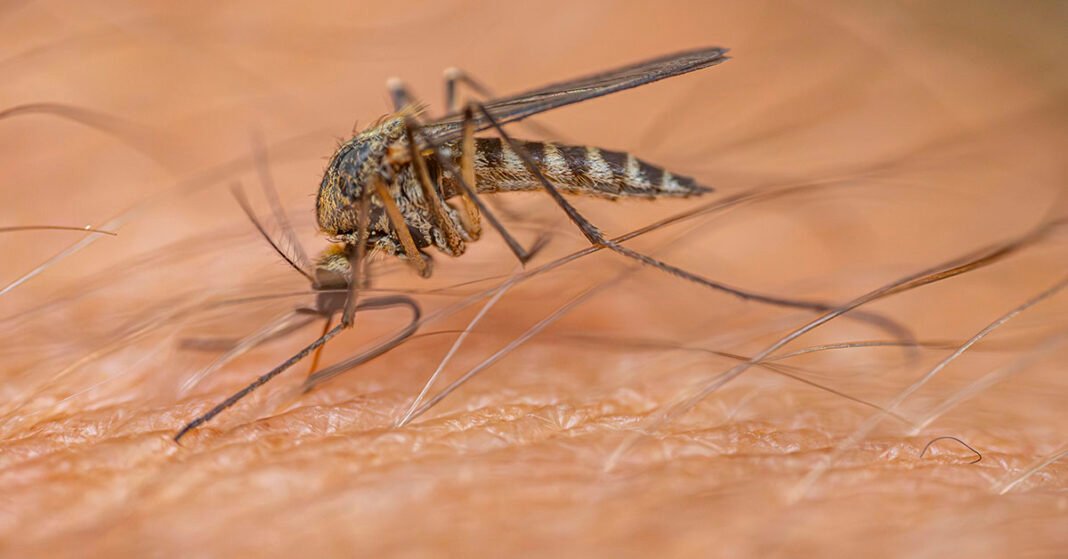 Mosquito Repellent: Vitamin B1 - Fact or Myth?