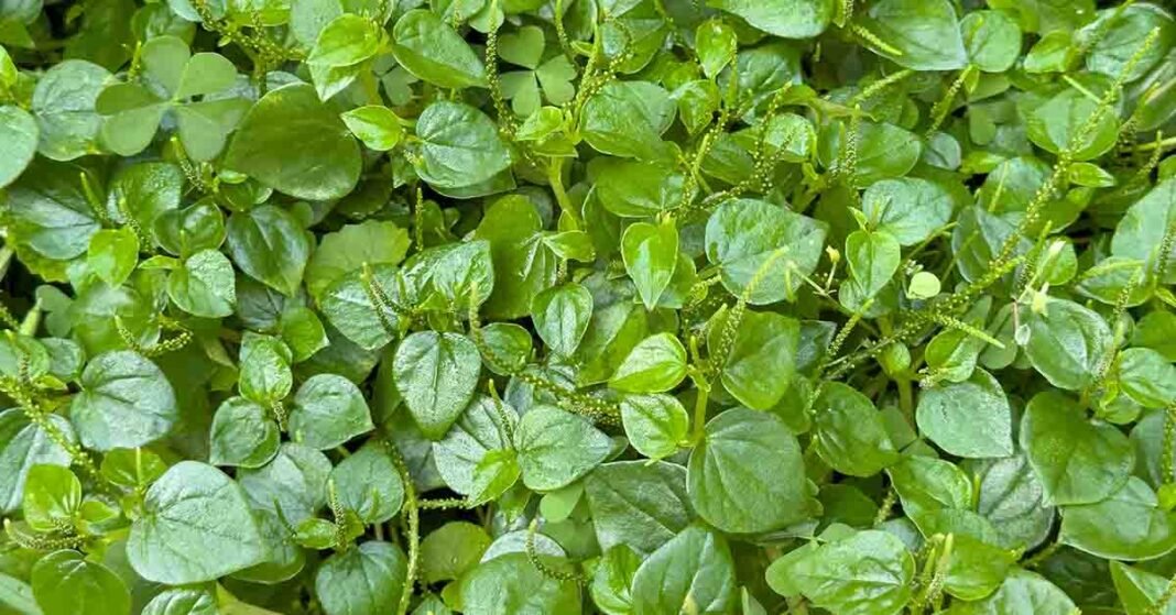 Beyond Broccoli: Discover the Number 1 Healthiest Vegetable in the World.