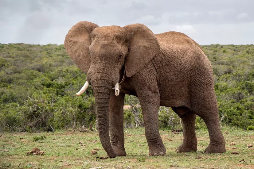 Why Elephants Rarely Get Cancer: The Amazing Reason.