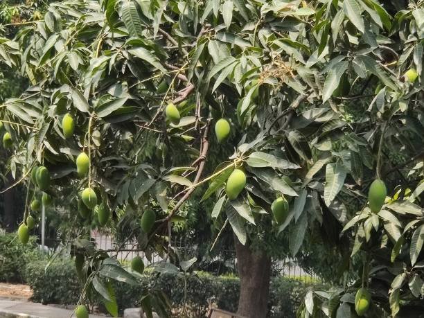The Untold Secrets and Benefits of the Mango Tree