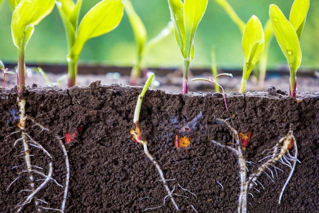 Fresh,Green,Corn,Plants,With,Roots, vels media