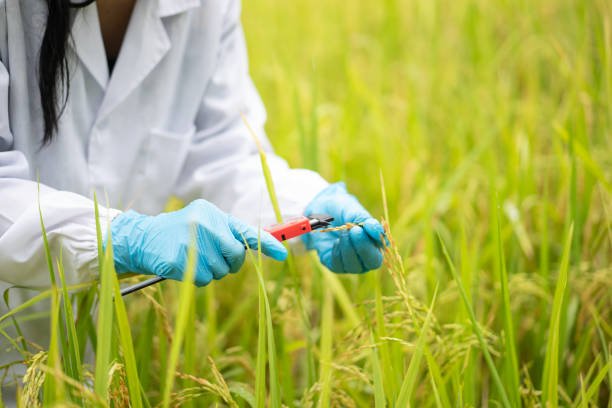 Saving Food Crops with Genetics | Climate Resilience in Agriculture