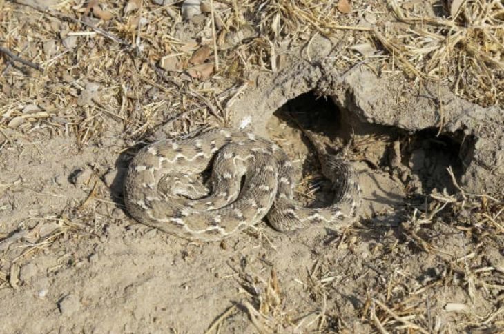 சுருட்டை-விரியன்-Saw-scaled-Viper