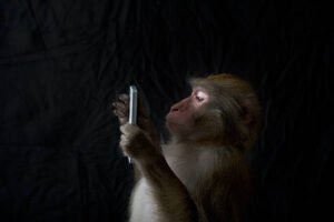tamil/evolutionary-psychology-primate-media-habits-vels-media