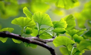 ginkgo-biloba_blood-clots_prevention_vericose-veins-vels-media