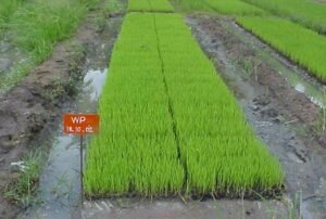 SRI Paddy Cultivation Method: How to Get High Yields with Less Water.