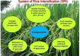 Water Saving Rice Technique for TN Farmers: The Benefits of System of Rice Intensification.